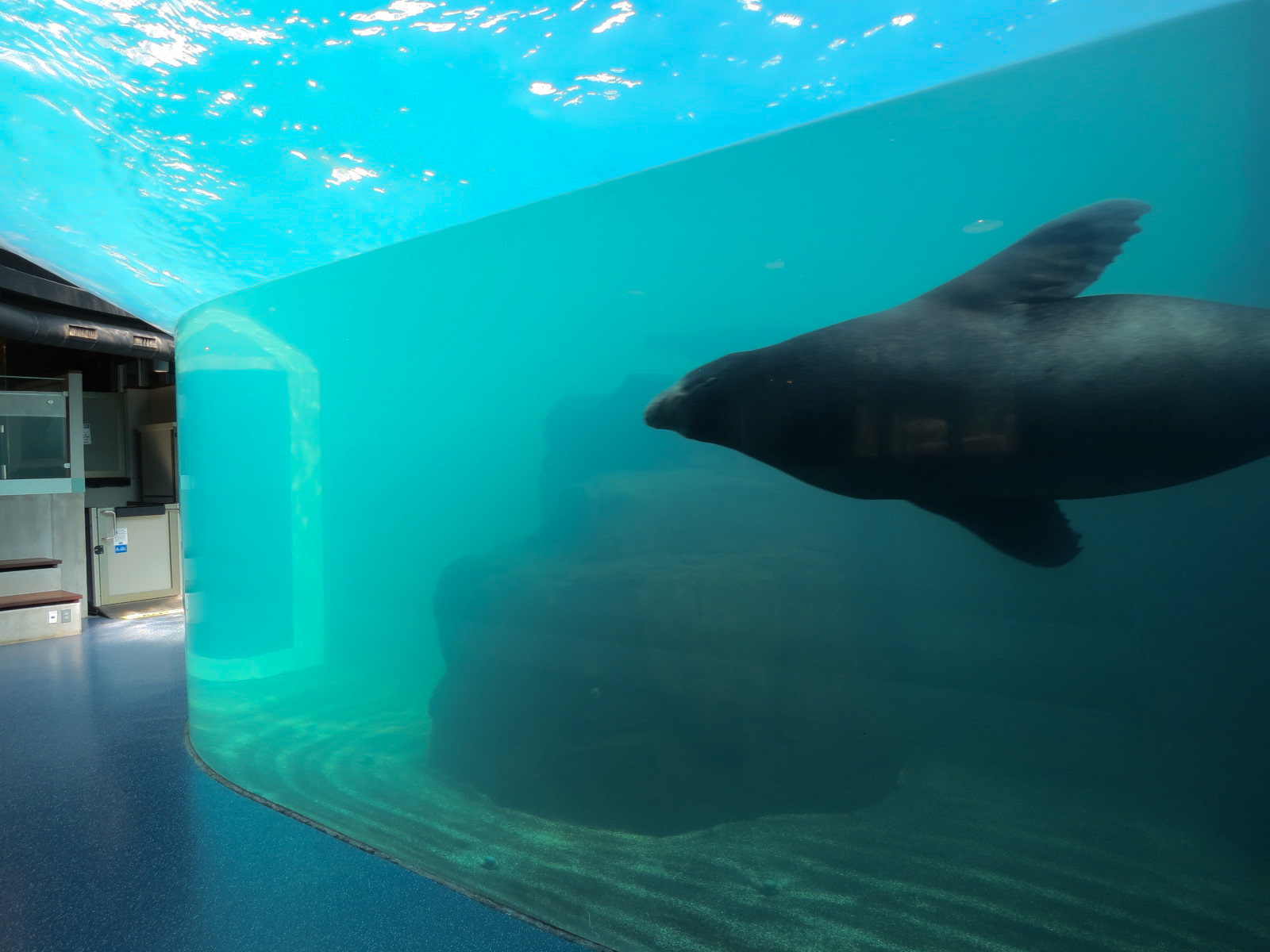 Sea Lion Landing - Underwater Viewing Room - California Sea Lion