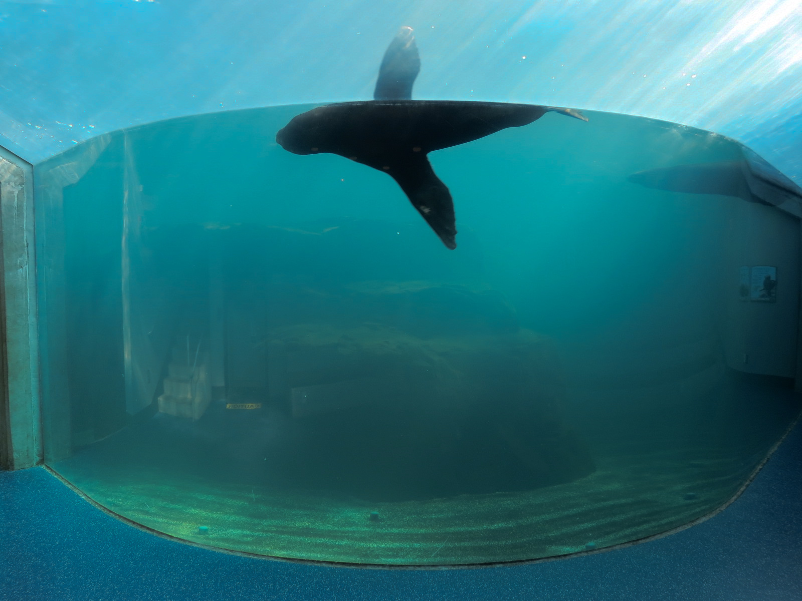 Sea Lion Landing - Underwater Viewing Room - California Sea Lion