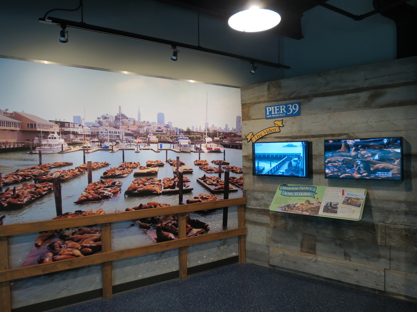 Sea Lion Landing - Underwater Viewing Room - Pier 39 Graphics