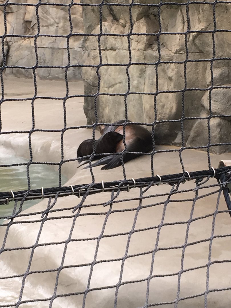 Sea Lion Mom and Pup