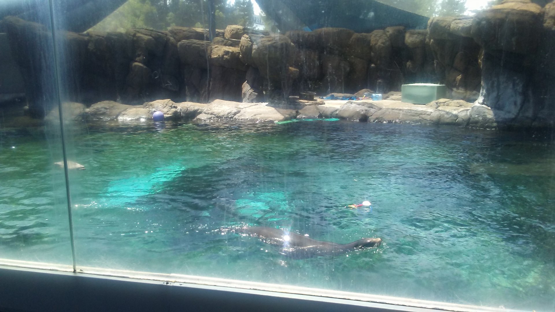 Sea Lion Nursery and Science Center (former walrus habitat)