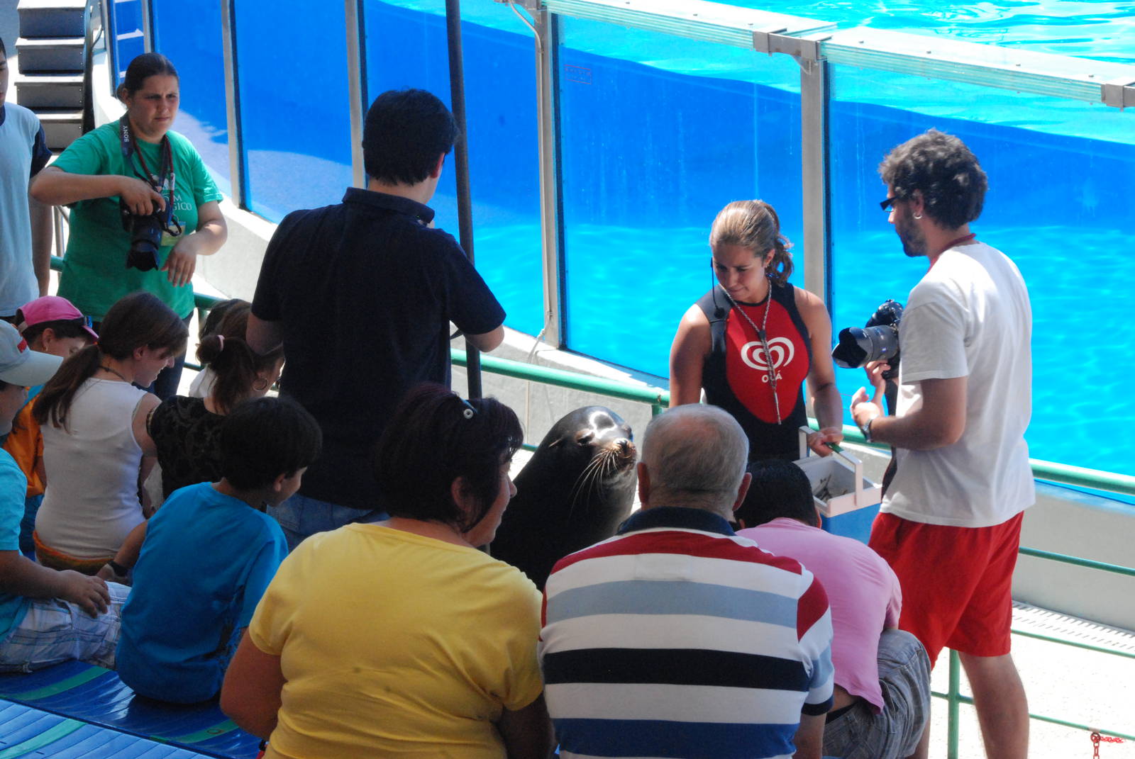 Sea Lion on Parade at Lisbon Zoo, 24/05/11