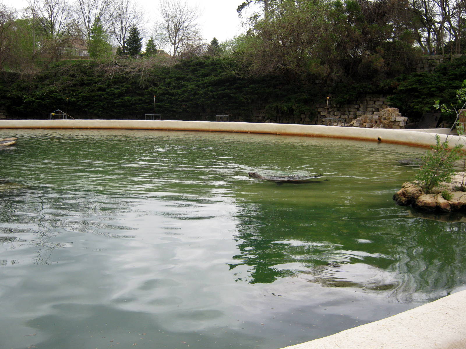 Sea Lion Pavillion-California Sea Lion