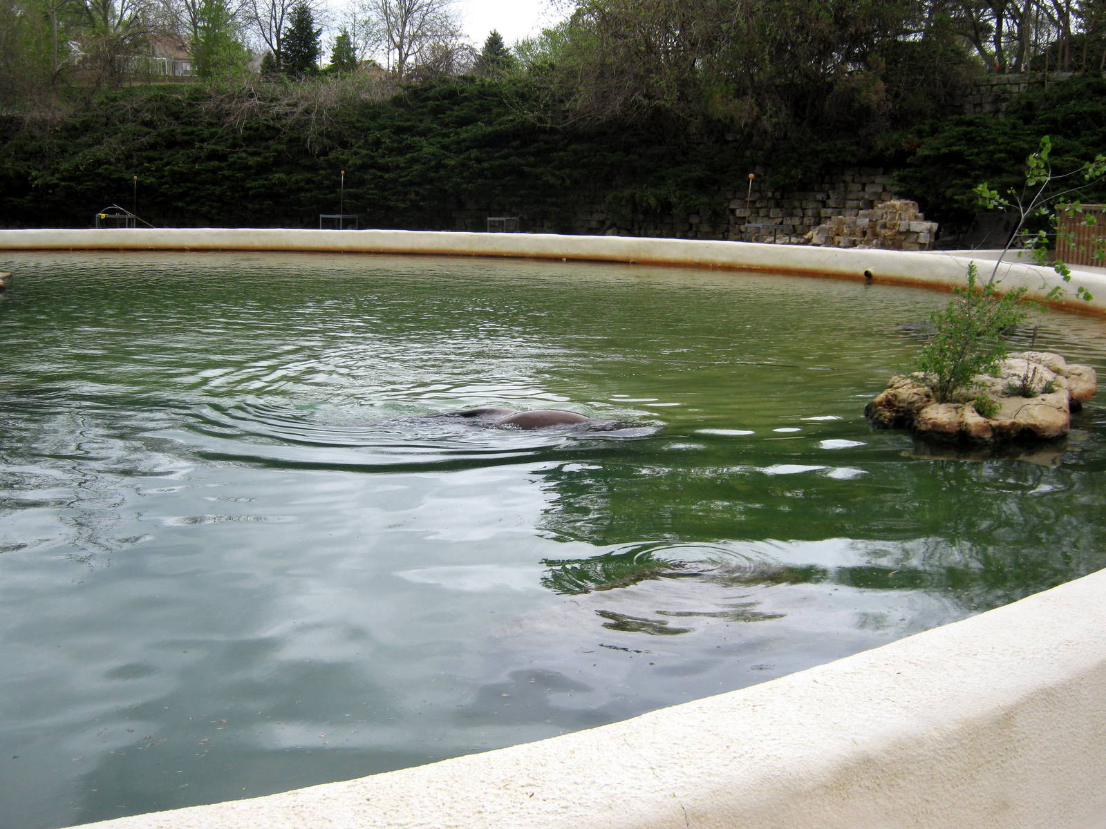 Sea Lion Pavillion-California Sea Lion