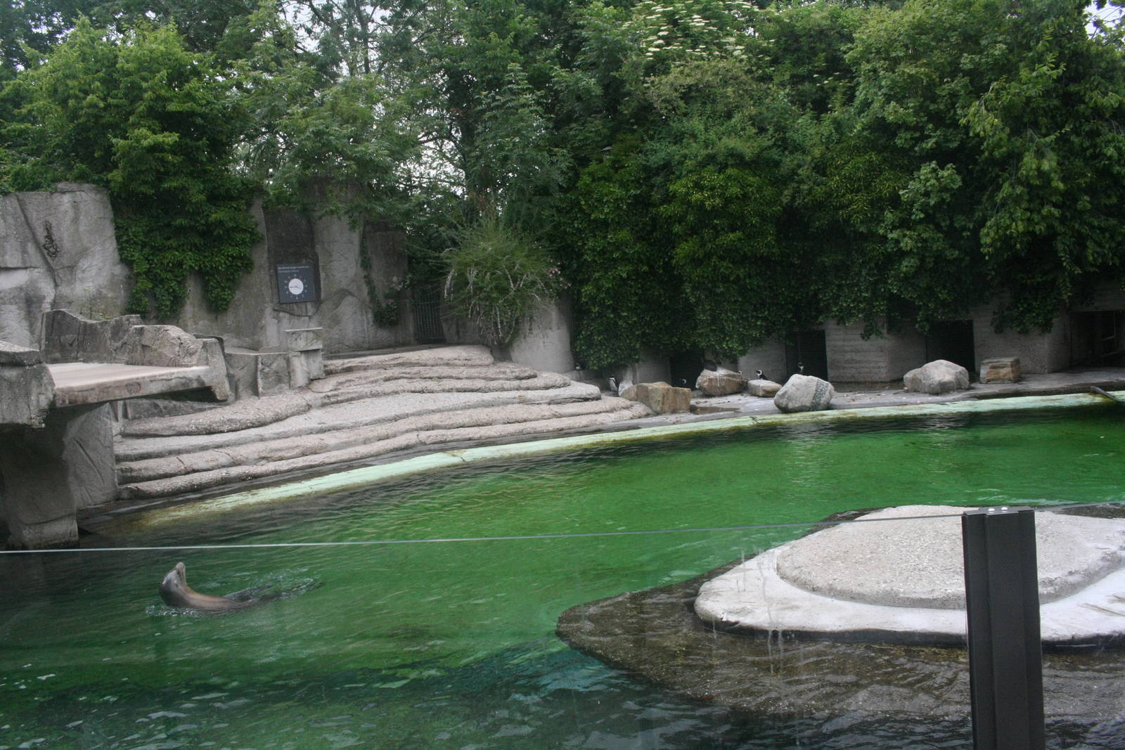 Sea Lion & Penguin Enclosure - June 2015