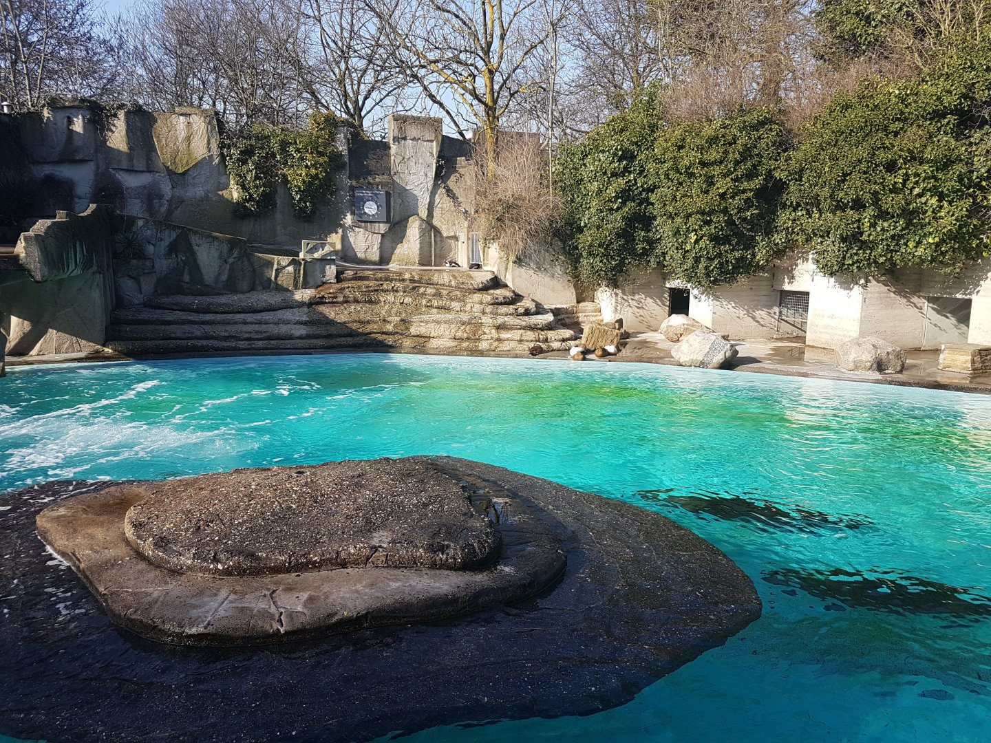 Sea-lion - Penguin-enclosure