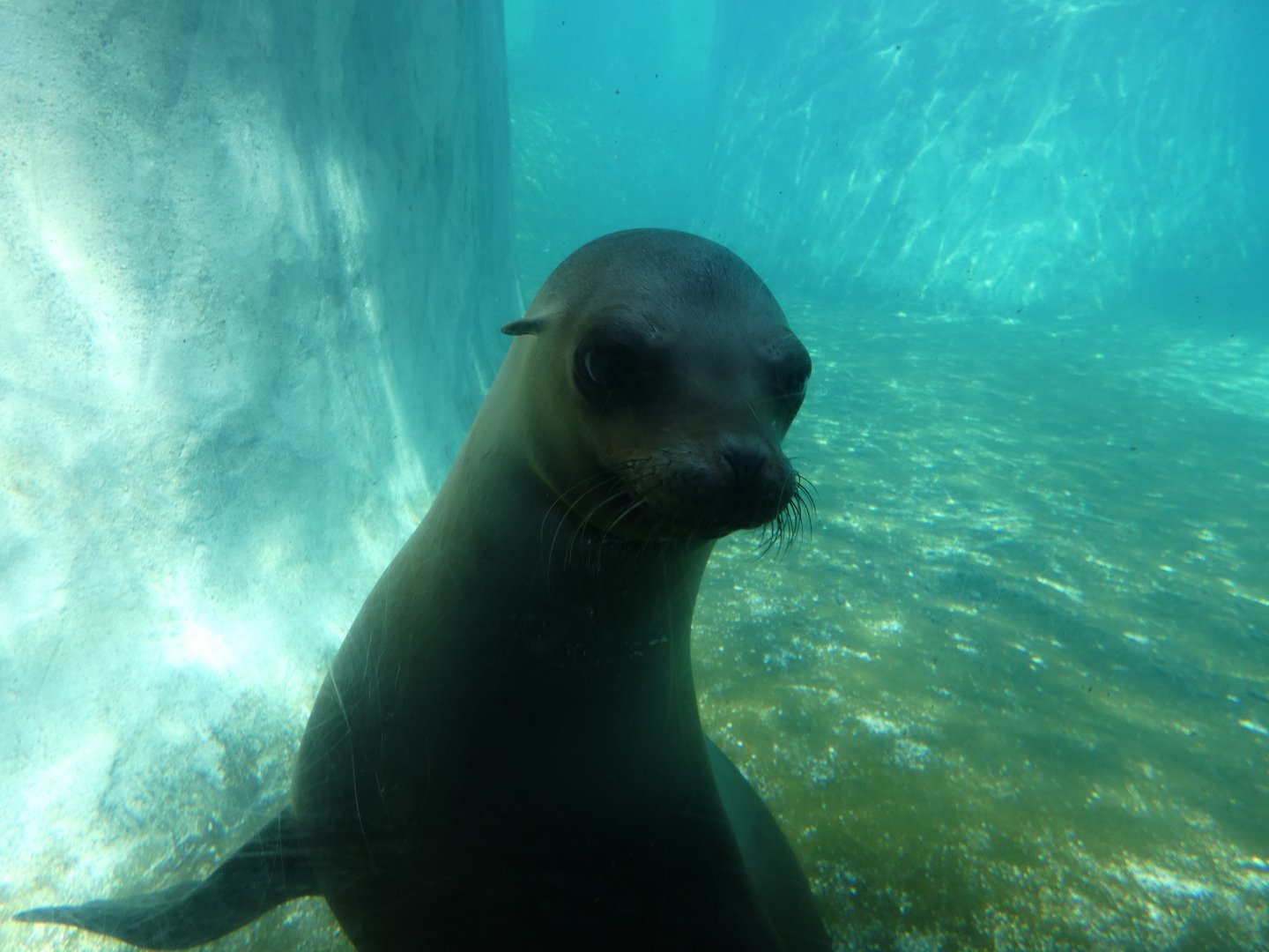 Sea Lion, Pinniped Point - Jun. 2021