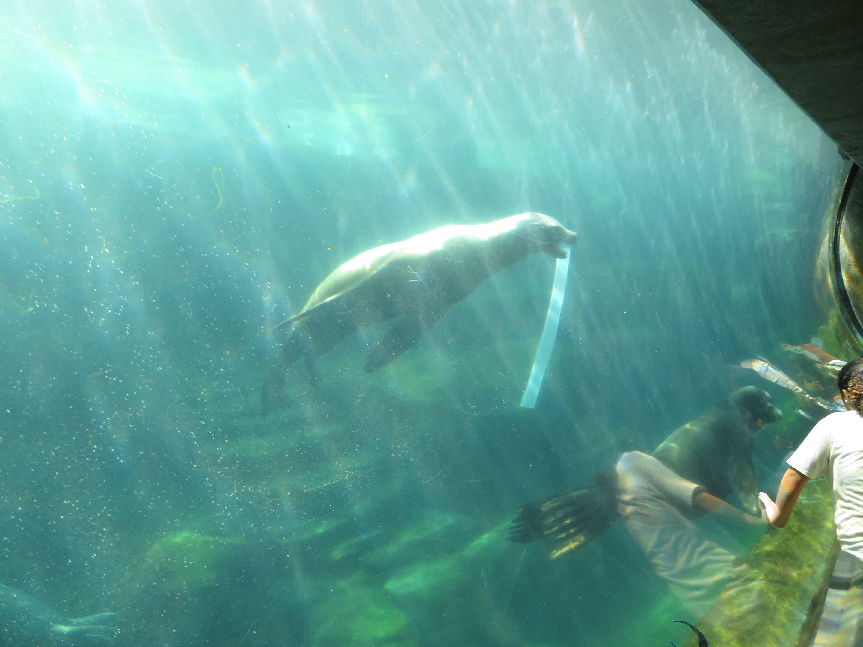 Sea Lion Playing with Tube