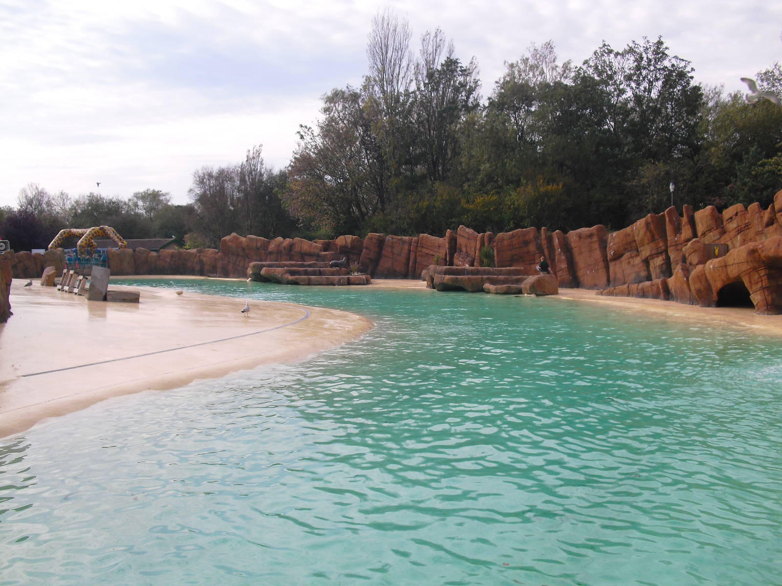 Sea Lion Pool - 01/10/2011