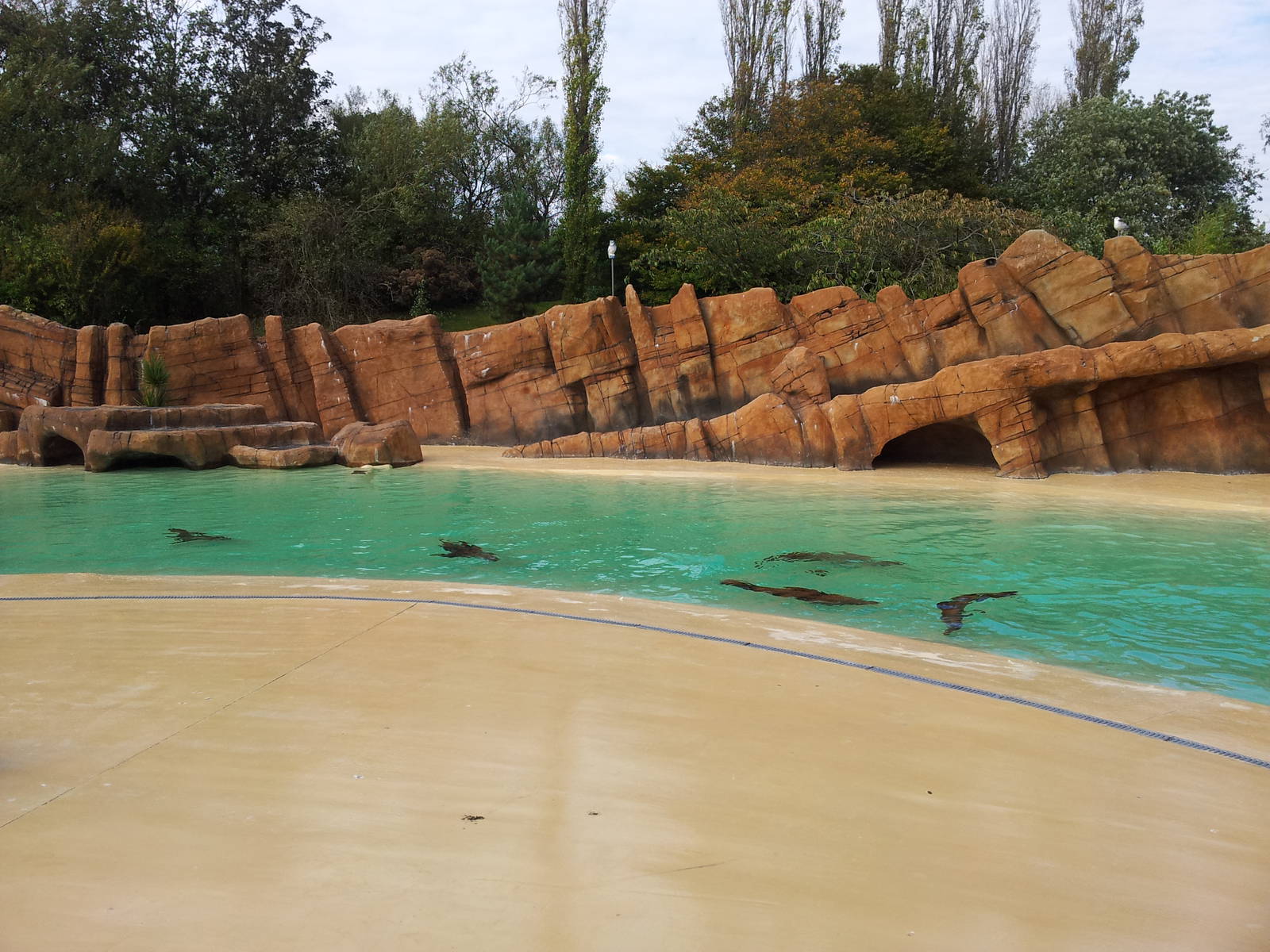 Sea Lion Pool - 01/10/2011