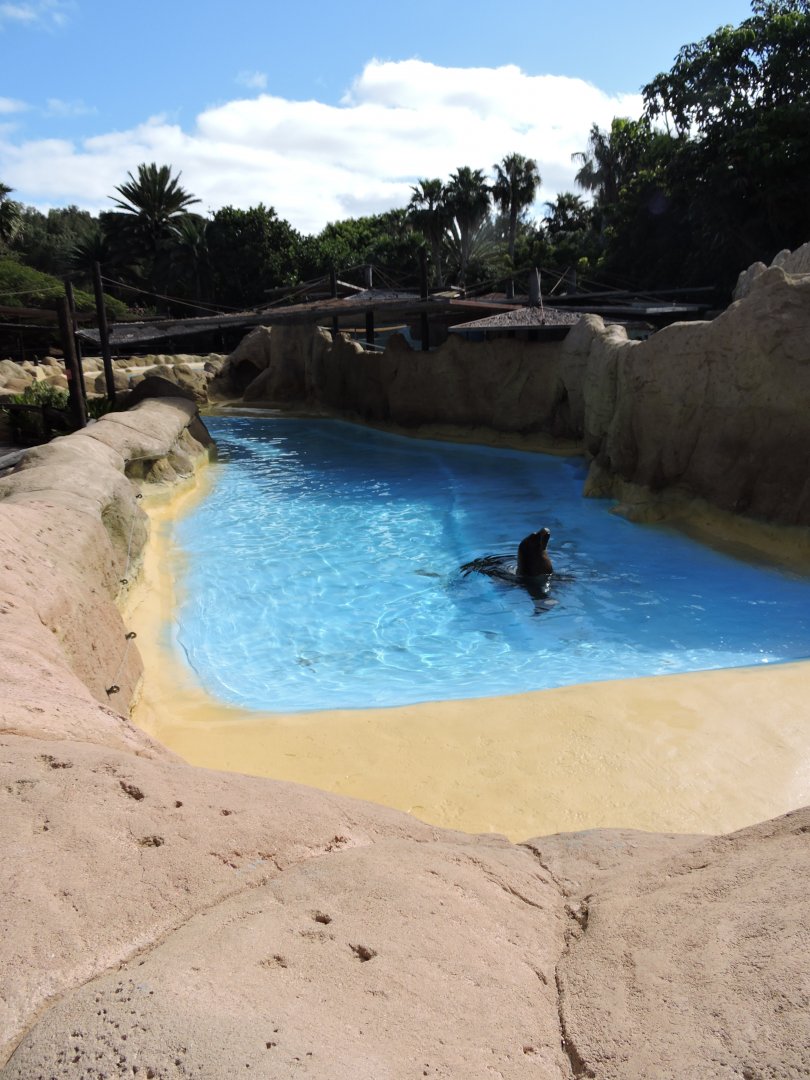 Sea Lion Pool 2 - Patagonian and Californian