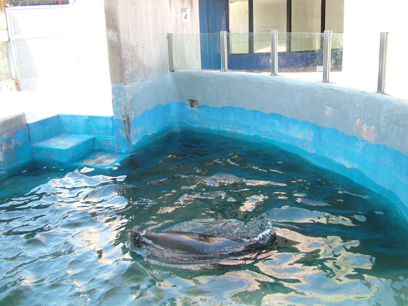 Sea Lion Pool at Madrid Zoo Aquarium, 26/05/11