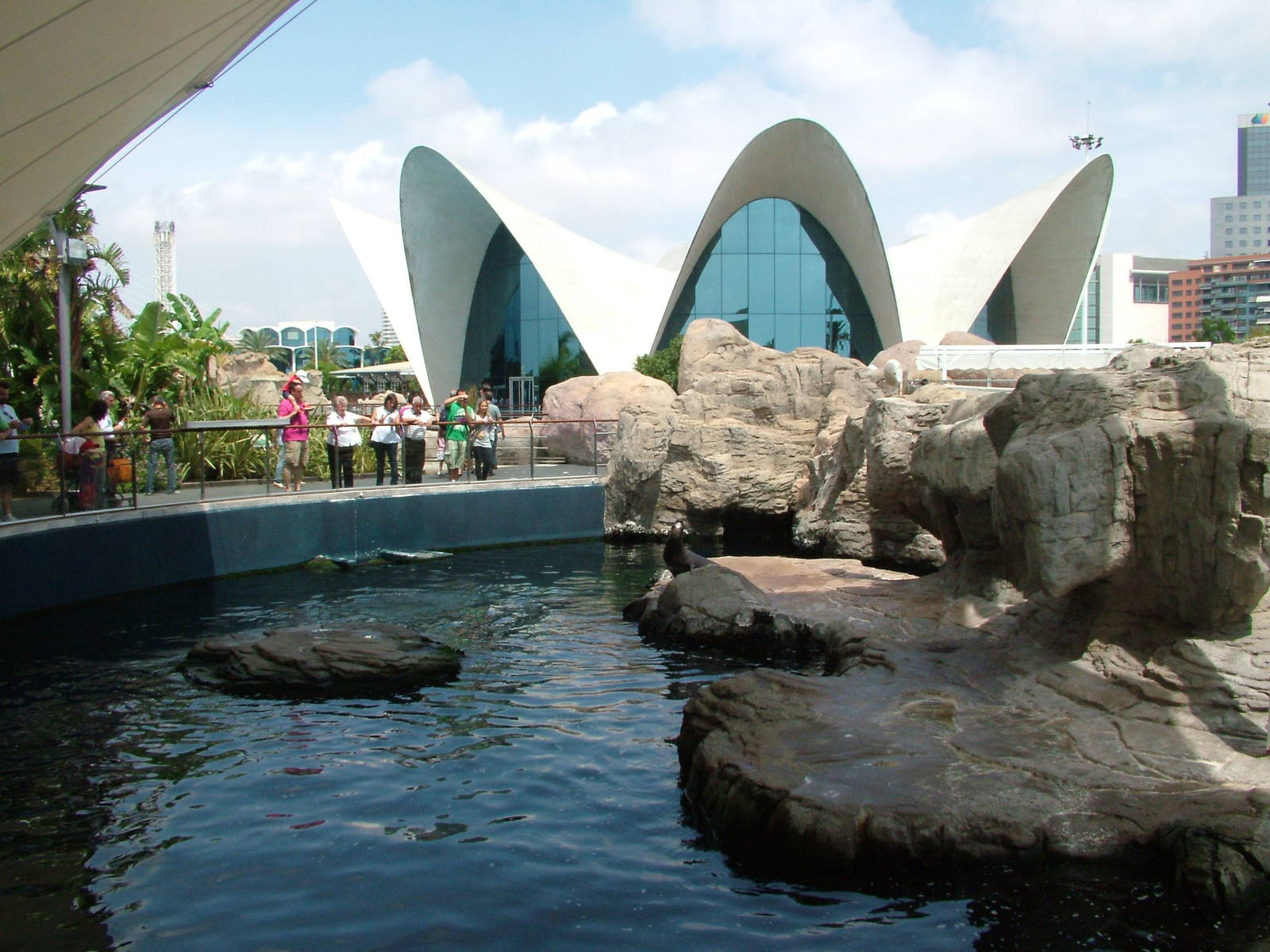 Sea Lion Pool at Oceanografic, 29/05/11