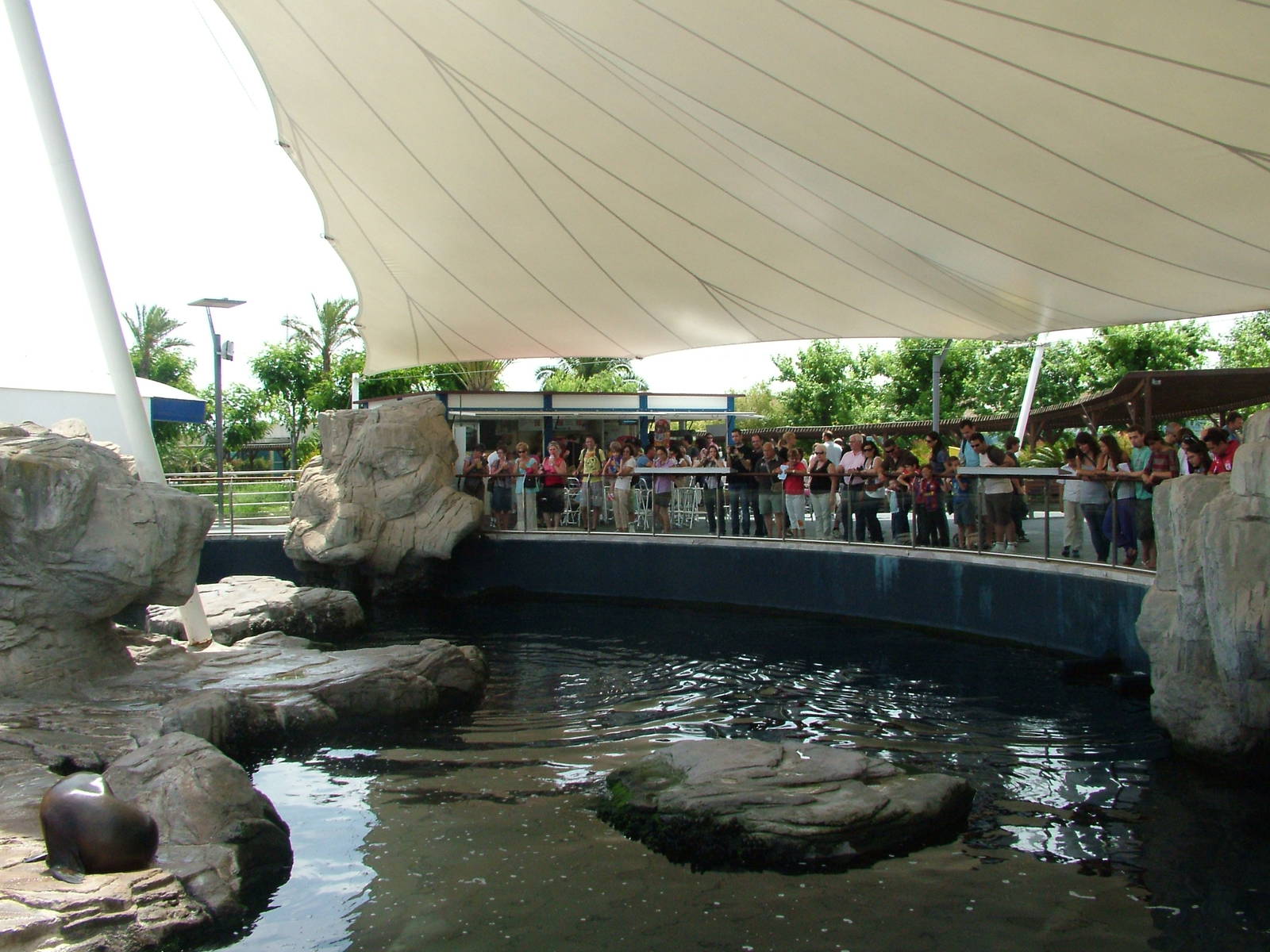 Sea Lion Pool at Oceanografic, 29/05/11