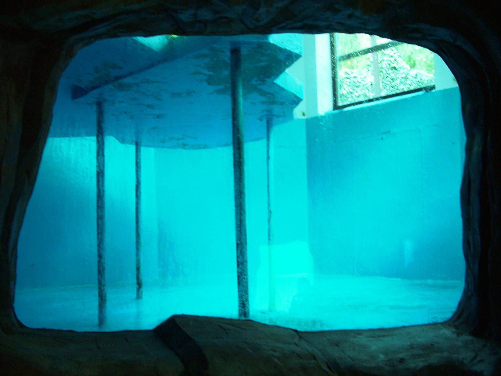 Sea Lion Pool at Usti, 29/08/12