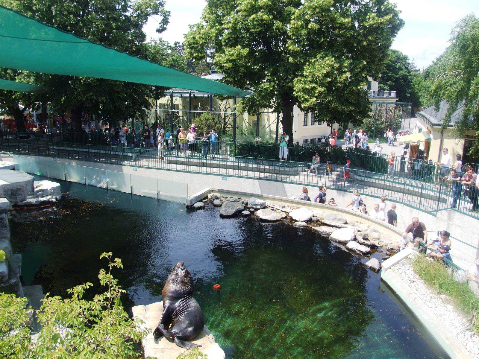Sea Lion Pool at Vienna, 16/06/13