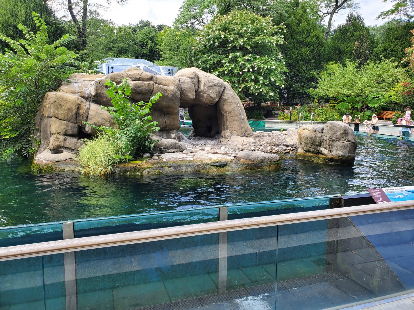 Sea Lion Pool - August 2021