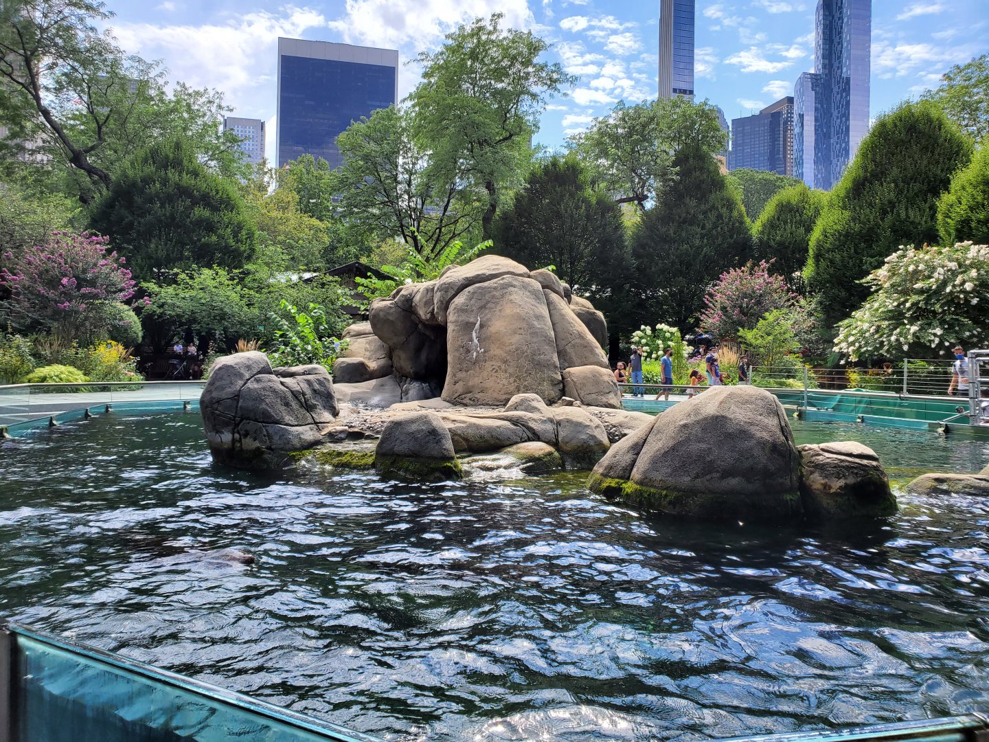 Sea Lion Pool - August 2021