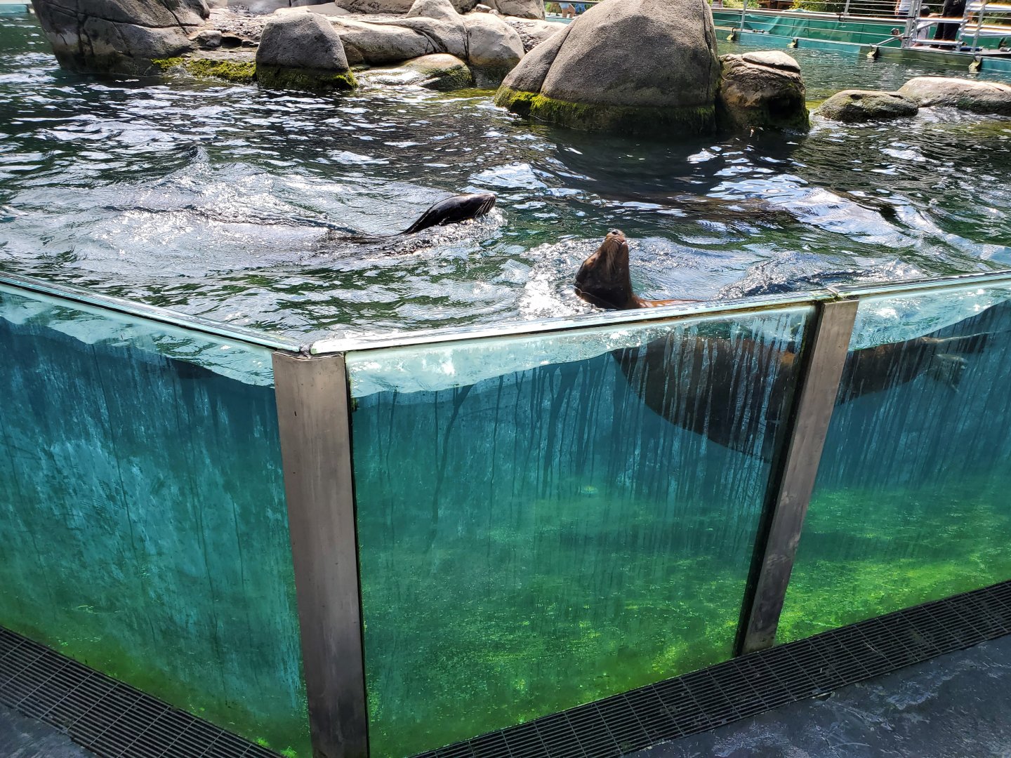Sea Lion Pool - August 2021