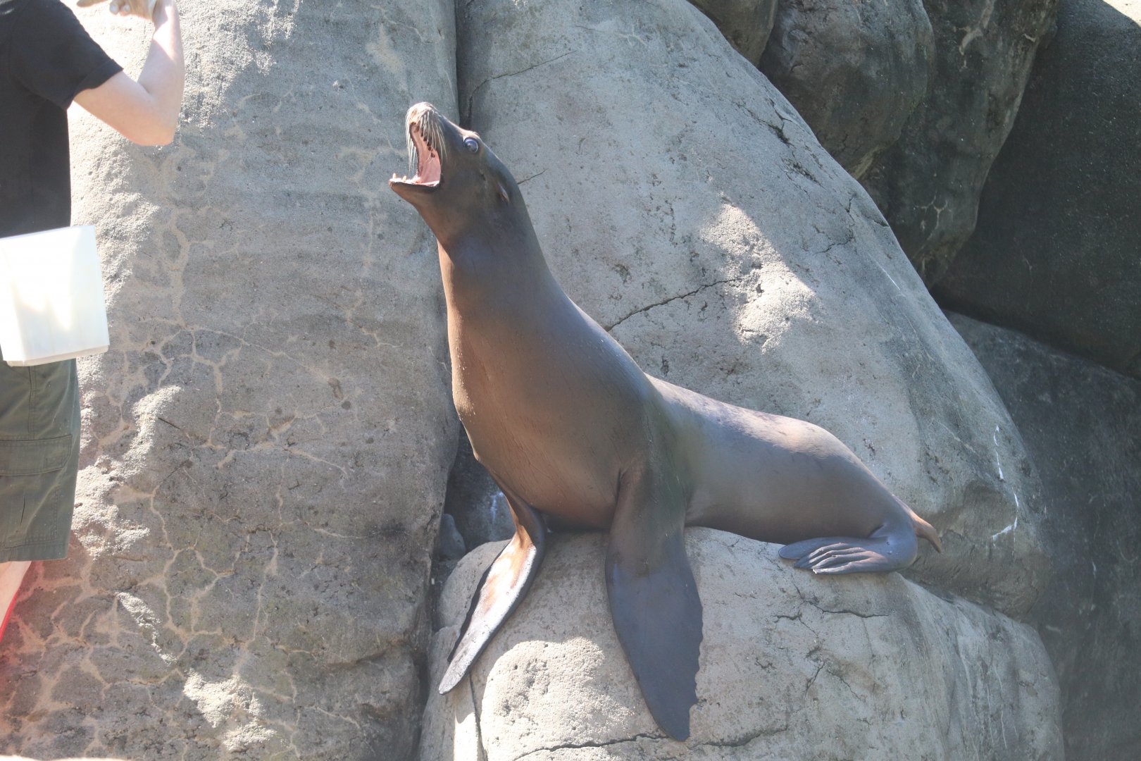 Sea Lion Pool - California Sea Lion