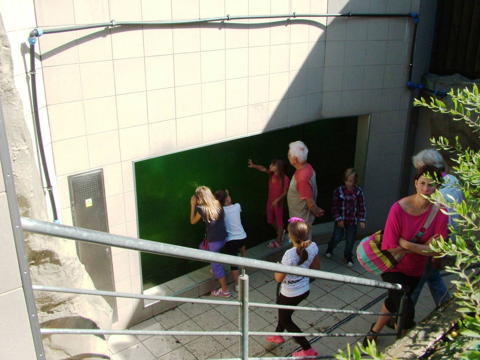 Sea Lion Pool Underwater Viewing at Liberec, 28/08/12