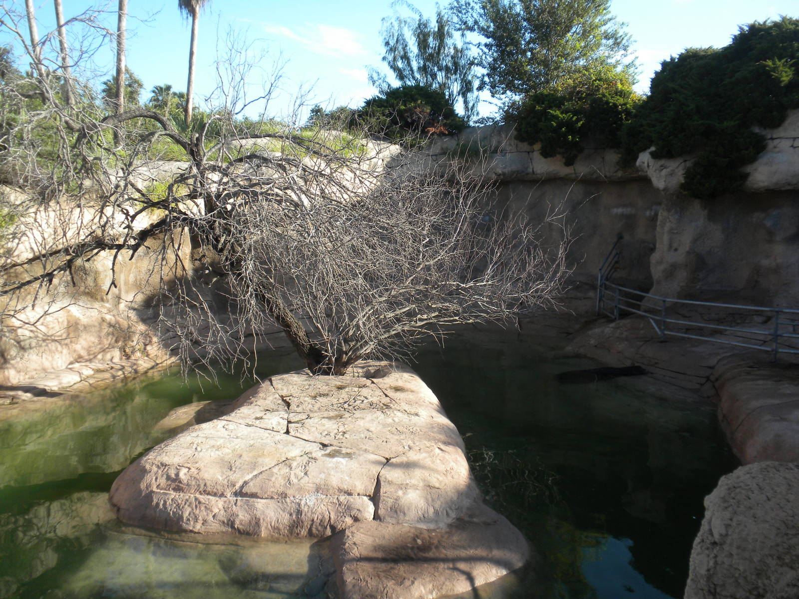 Sea Lion pool