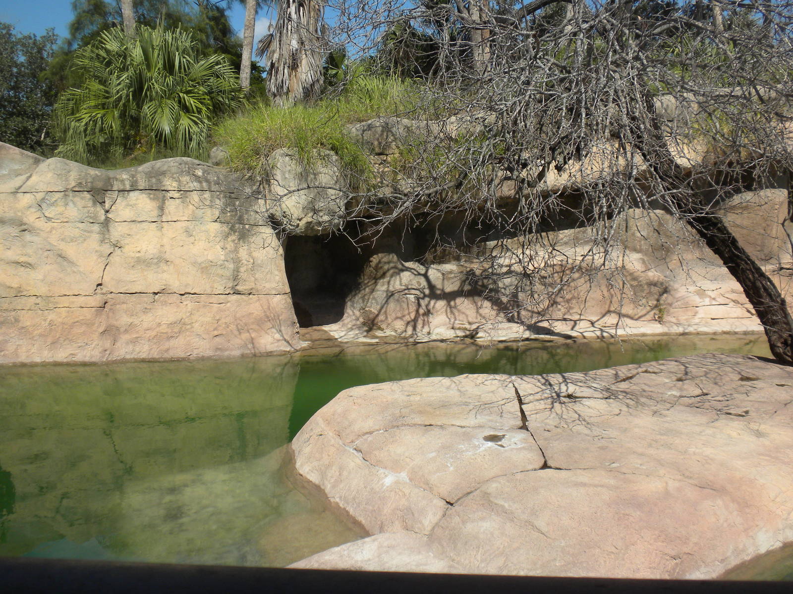 Sea Lion pool