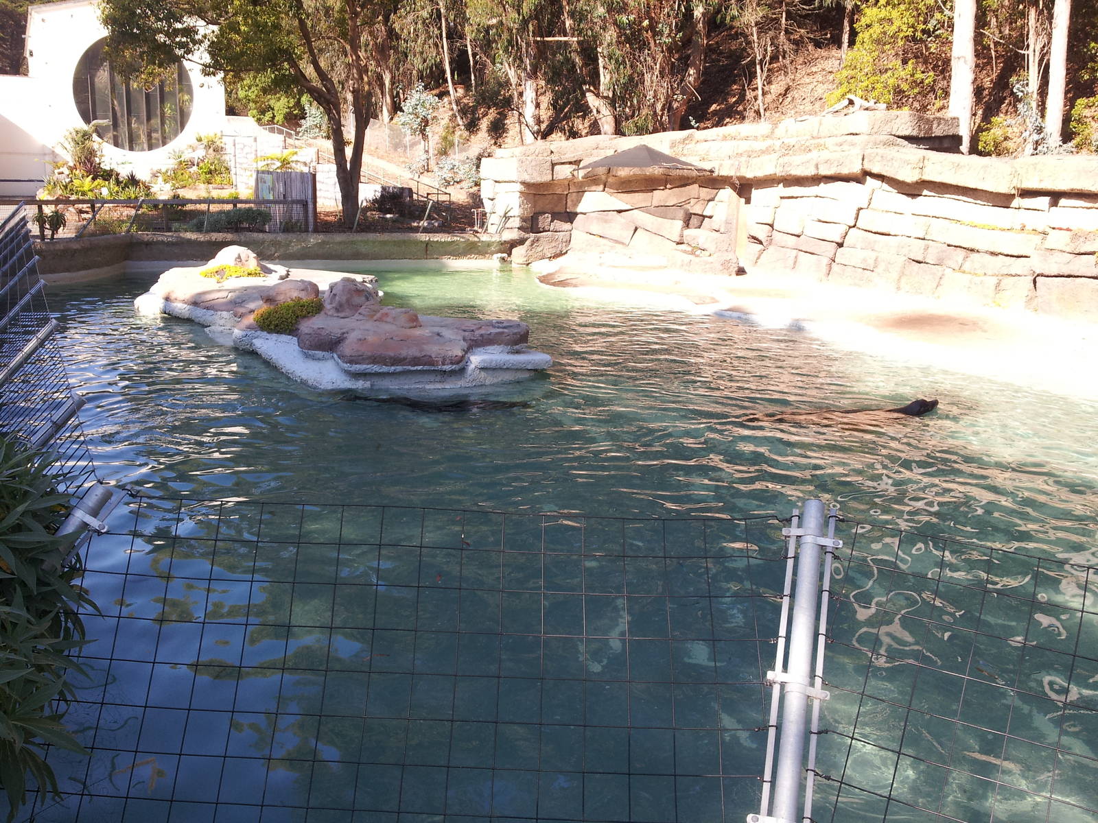 Sea Lion Pool