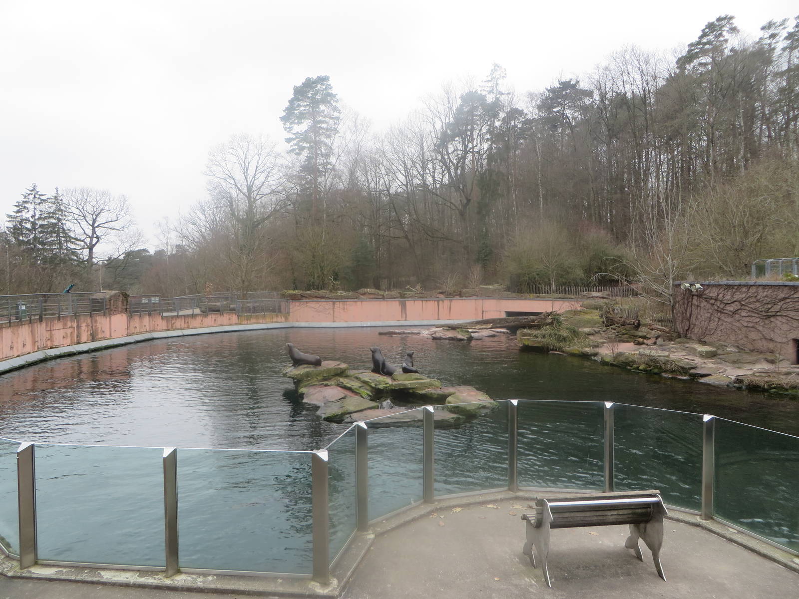 Sea lion pool