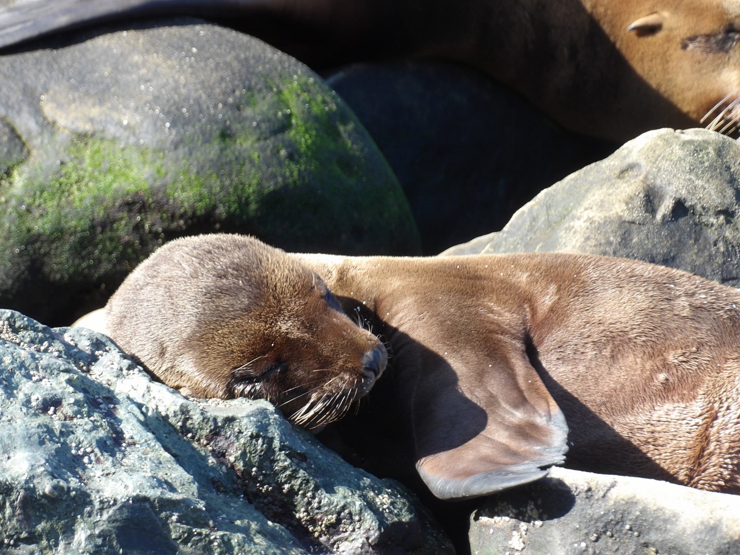 Sea Lion Pup