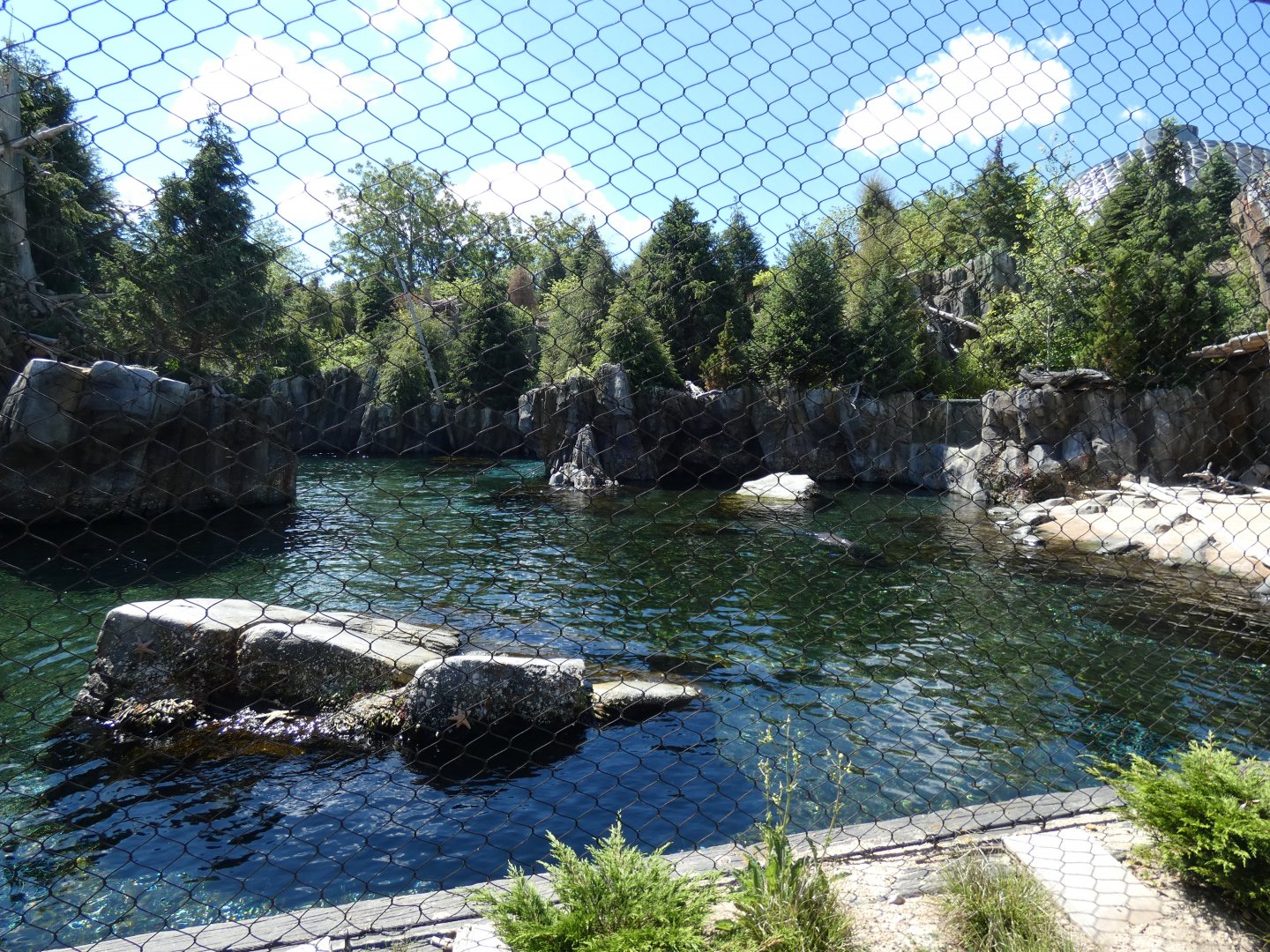 Sea Lion Shores - Jun. 2021