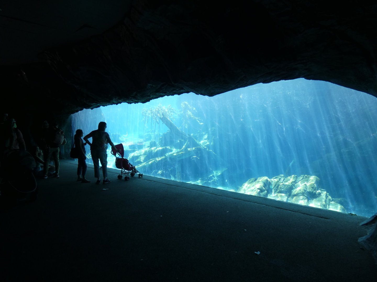 Sea Lion Shores - Jun. 2021