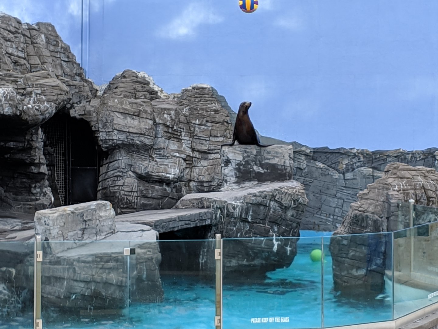 Sea lion show  (2019)