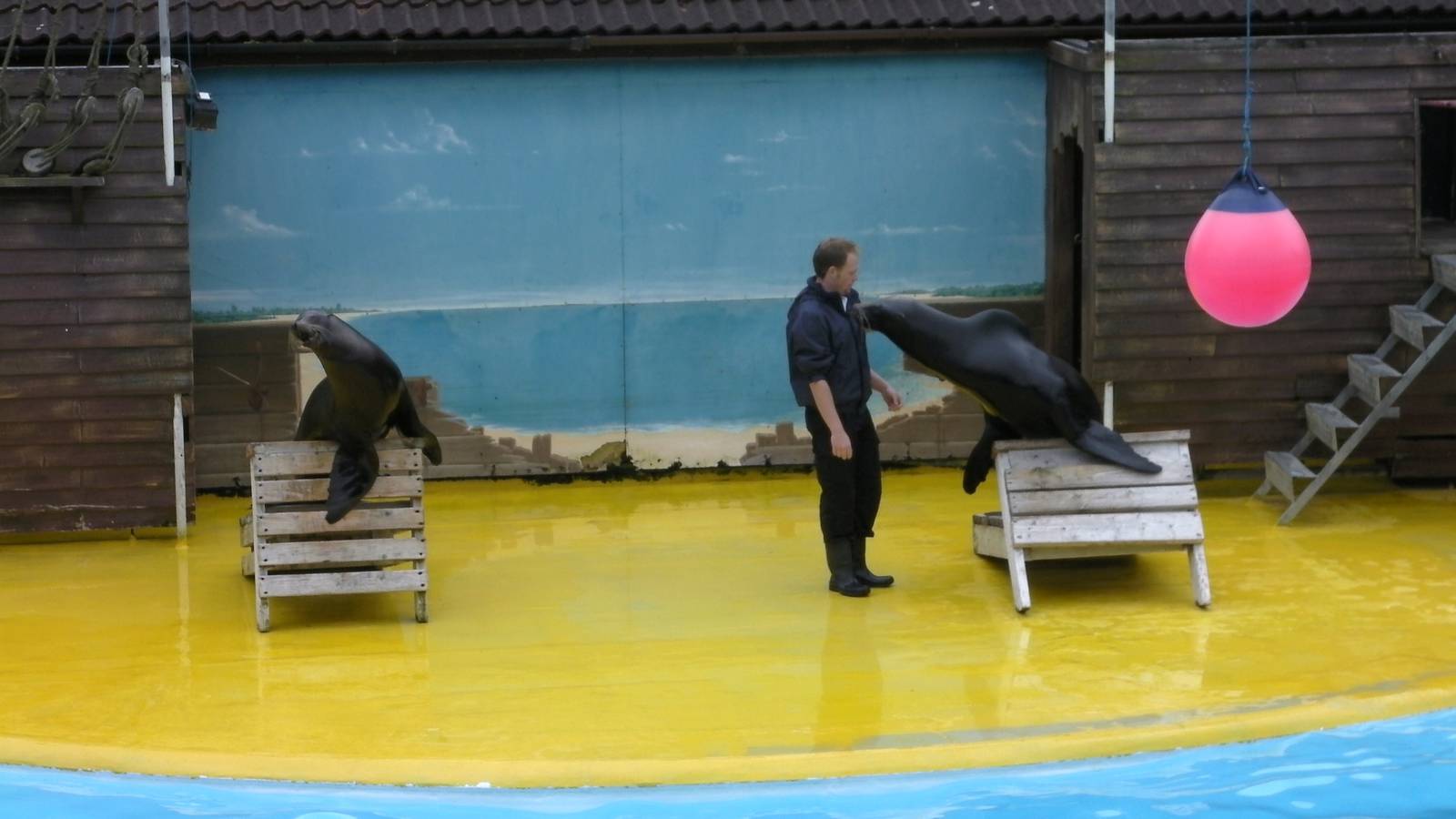 Sea Lion Show  -  26.07.2011
