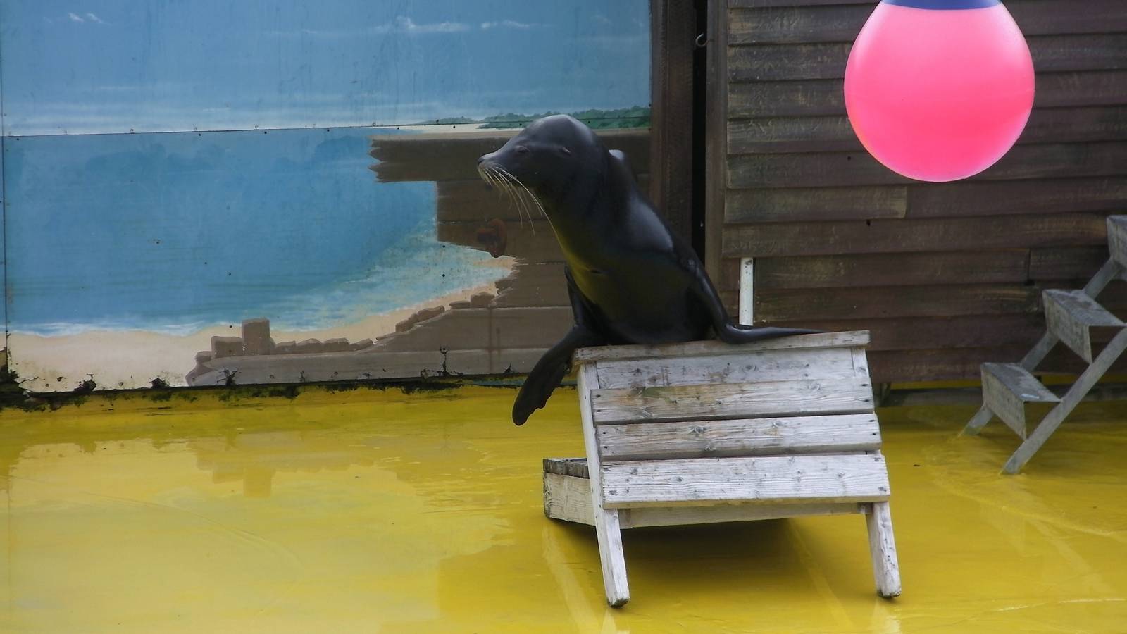 Sea Lion Show  -  26.07.2011