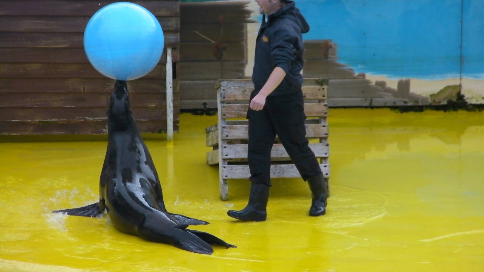 Sea Lion Show  -  26.07.2011