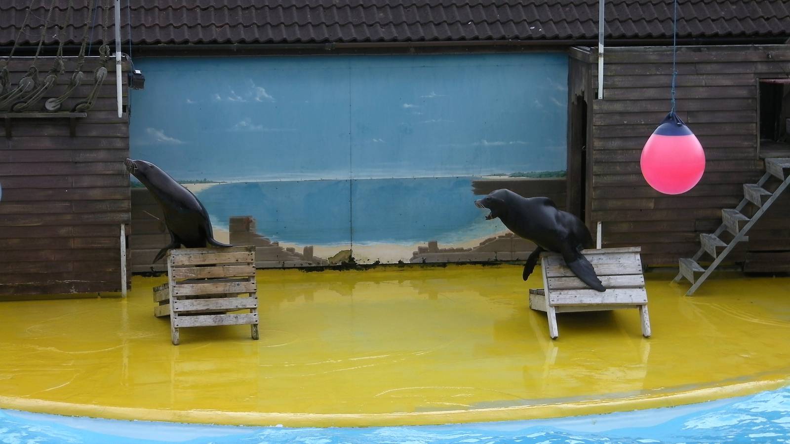 Sea Lion Show  -  26.07.2011