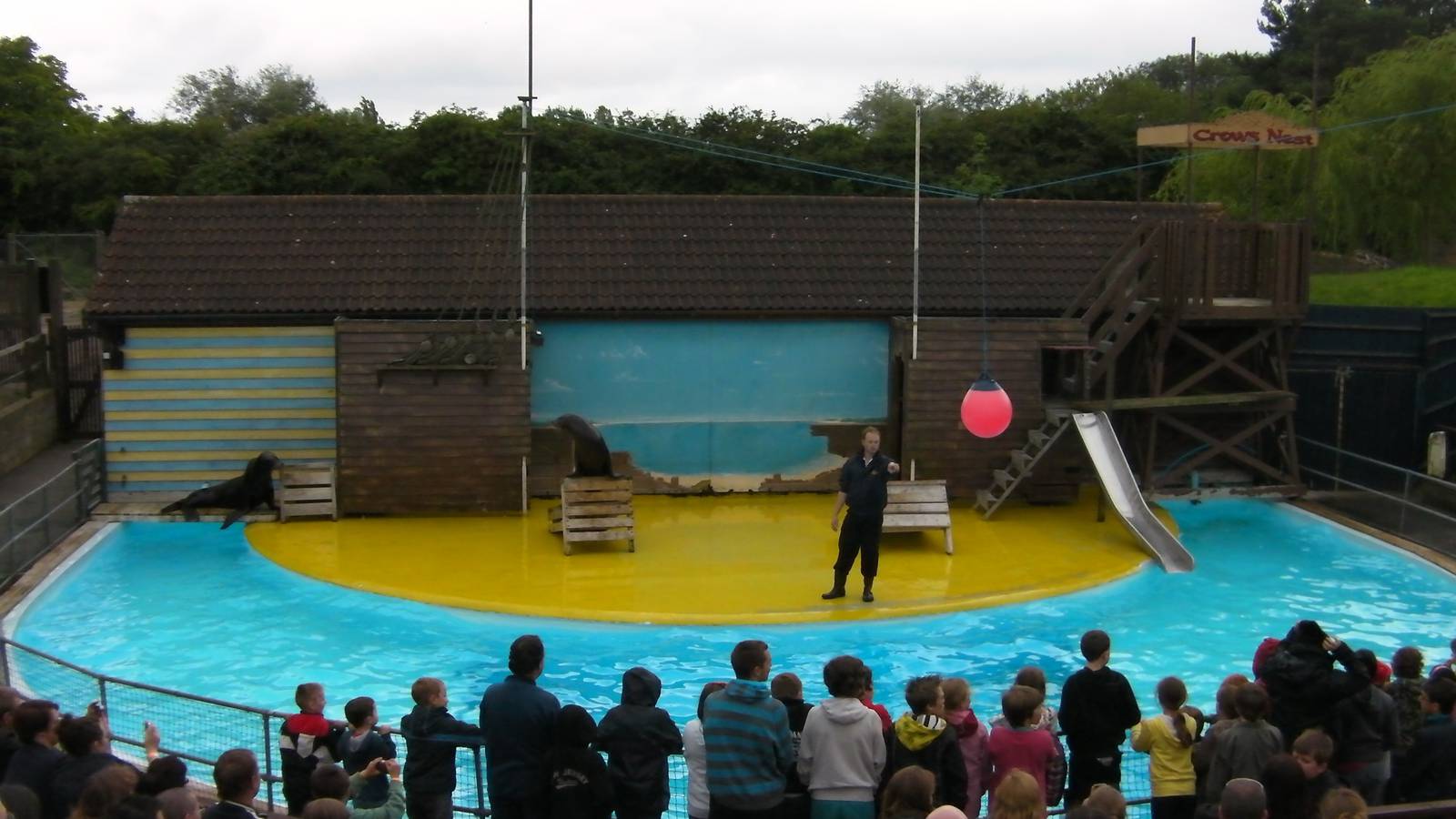 Sea Lion Show  -  26.07.2011