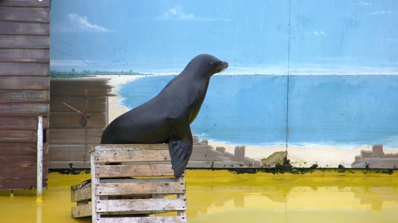 Sea Lion Show  -  26.07.2011