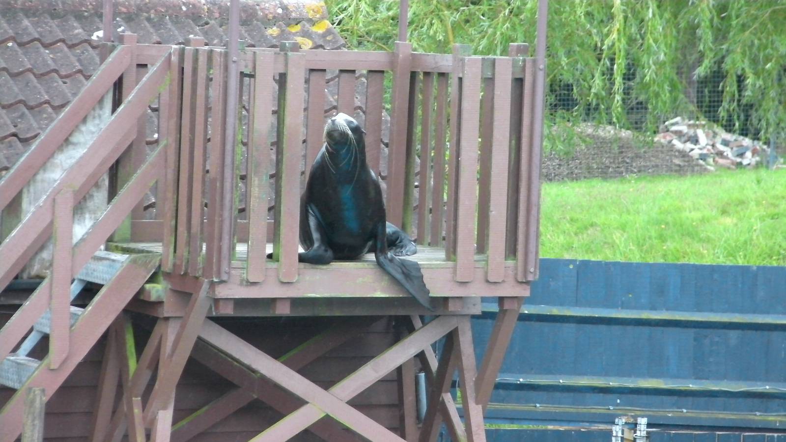 Sea Lion Show  -  26.07.2011