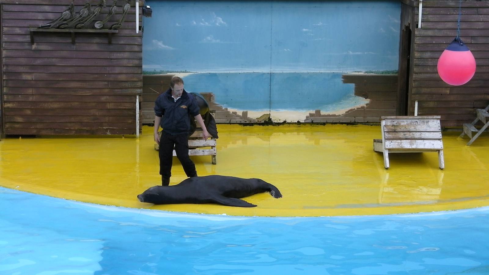 Sea Lion Show  -  26.07.2011