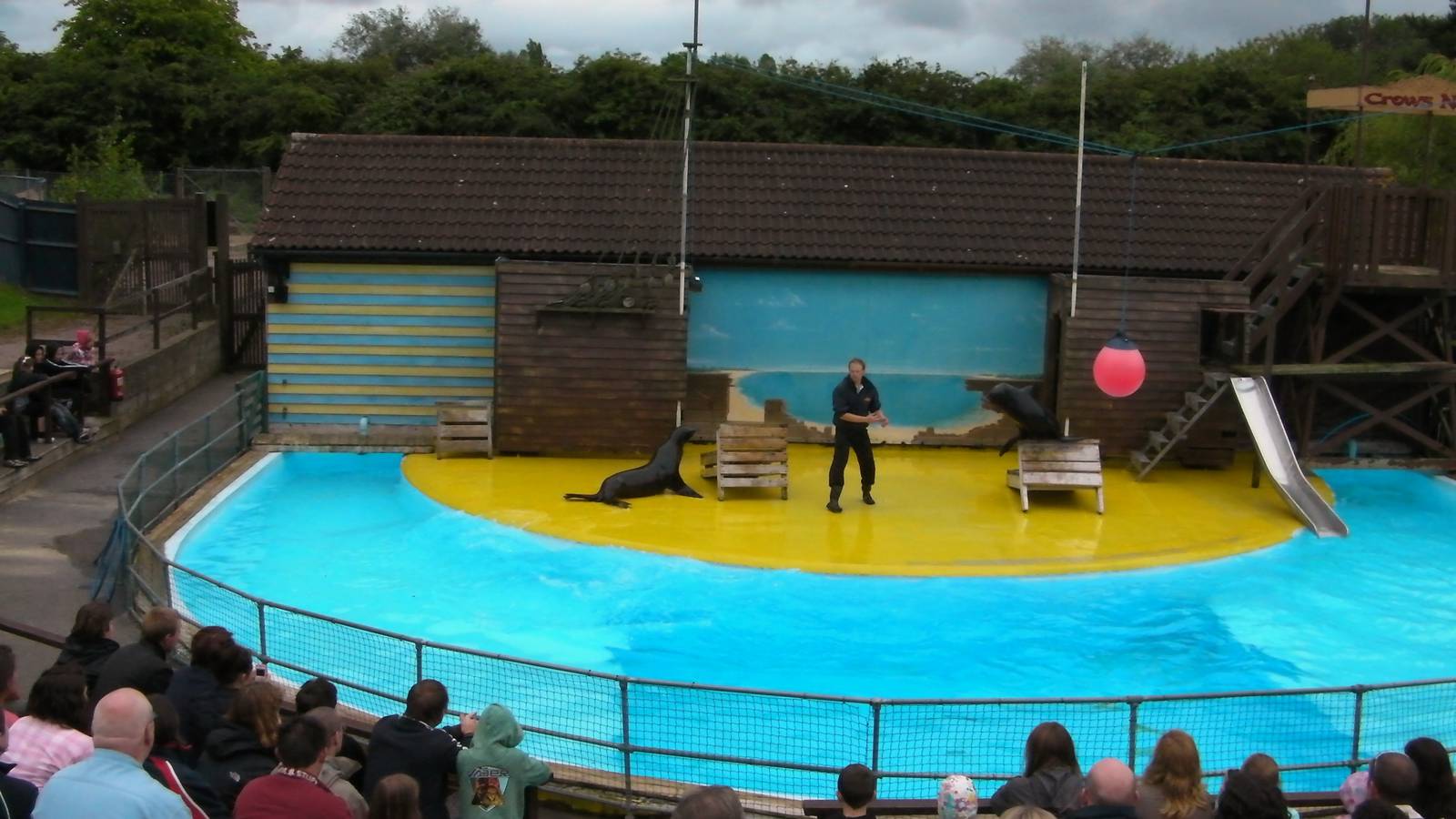 Sea Lion Show  -  26.07.2011