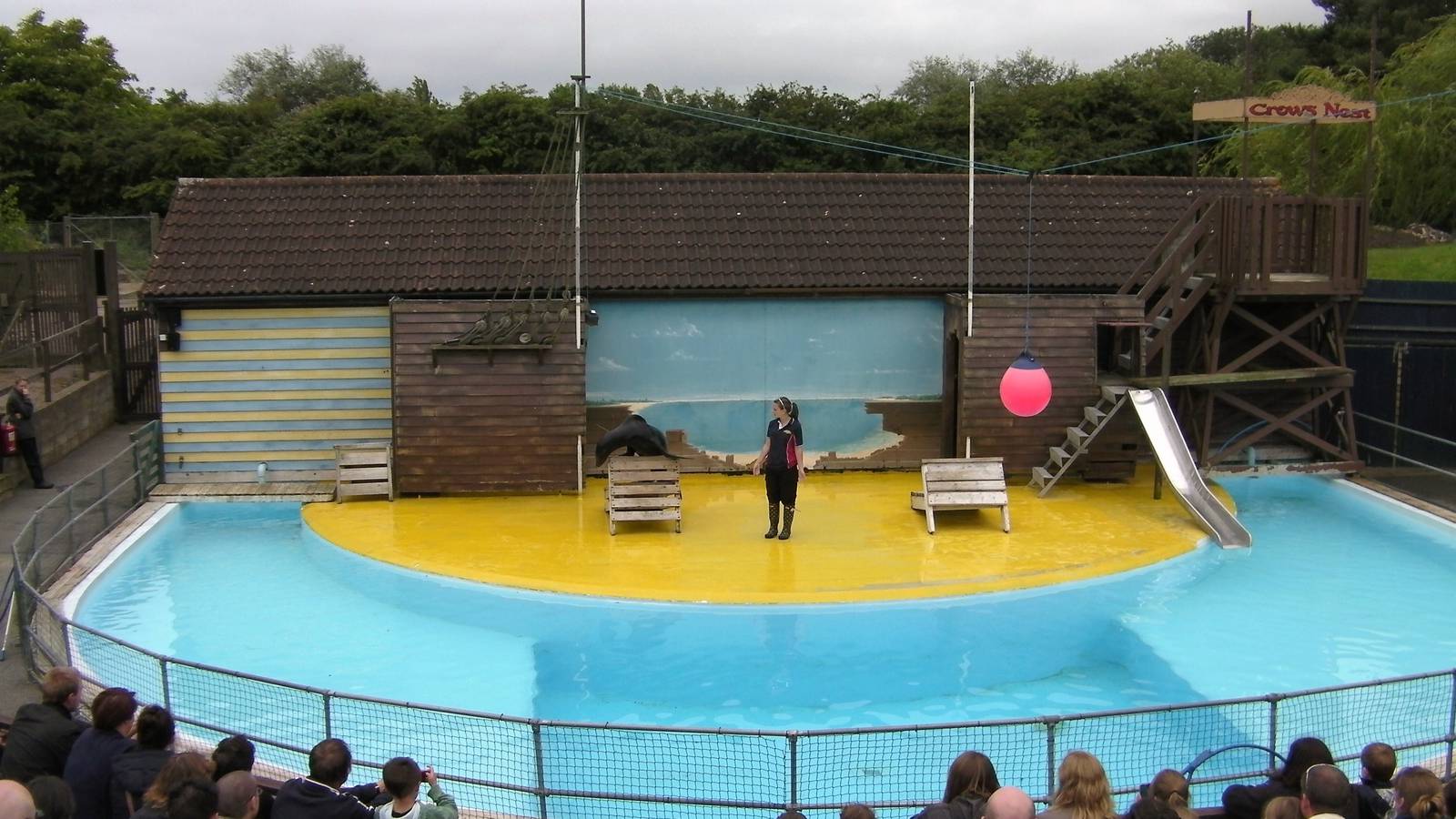 Sea Lion Show - 26.07.2011