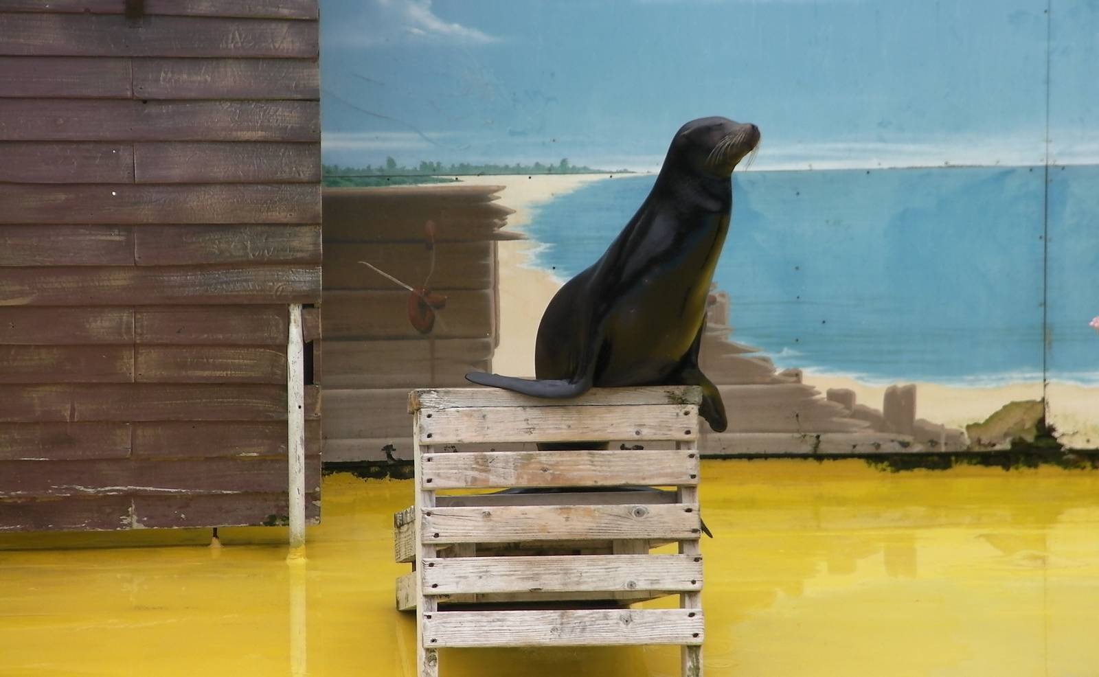 Sea Lion Show - 26.07.2011