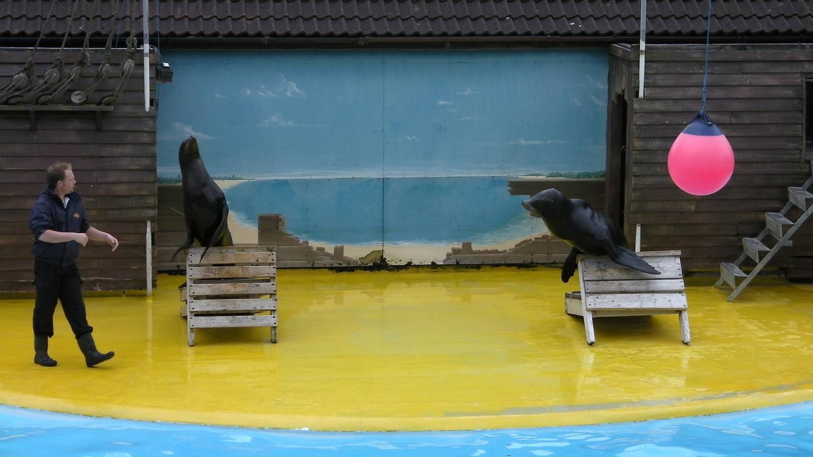 Sea Lion Show - 26.07.2011