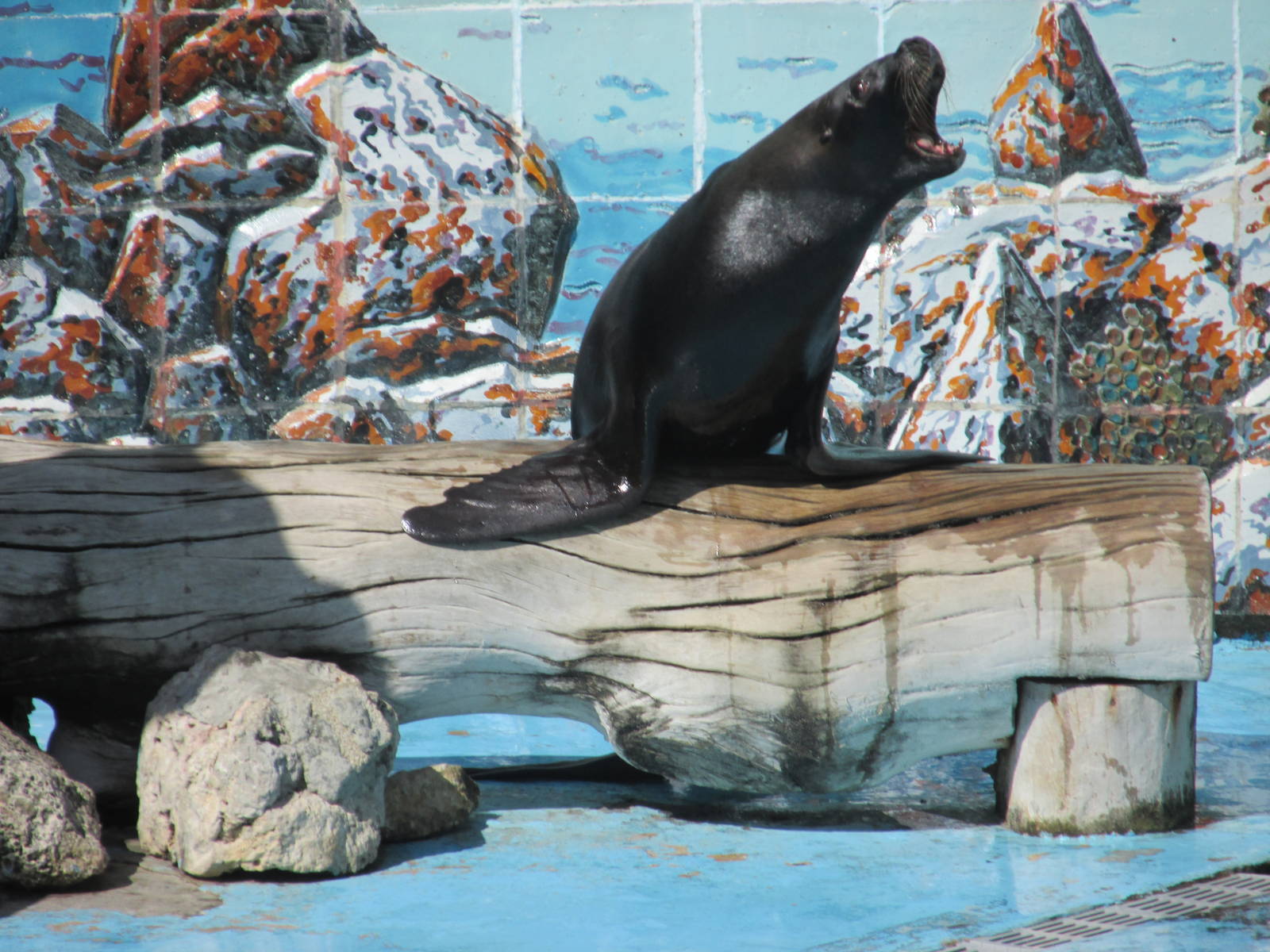 sea lion show acuario nacional