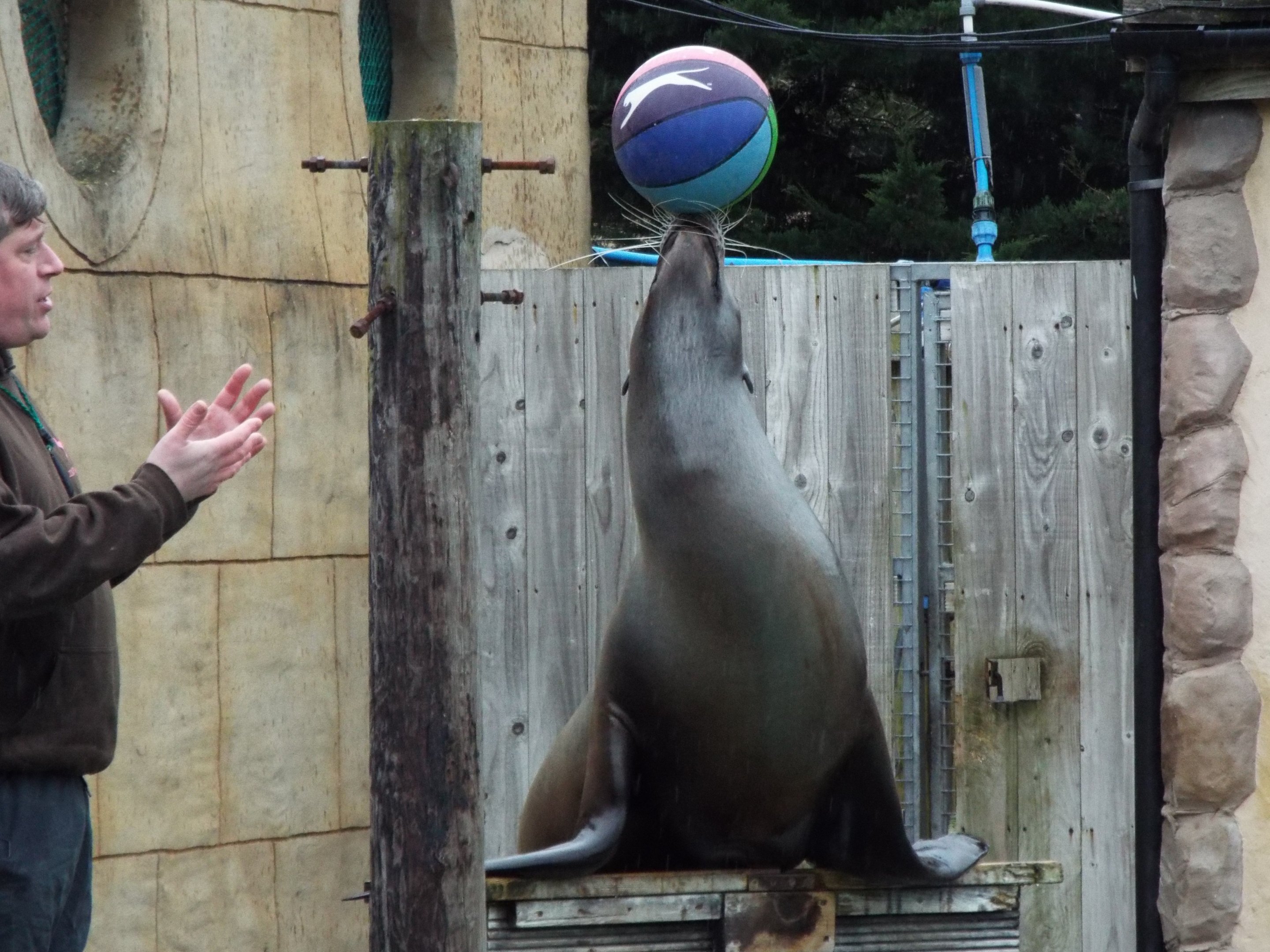 Sea lion Show Flamingo Land