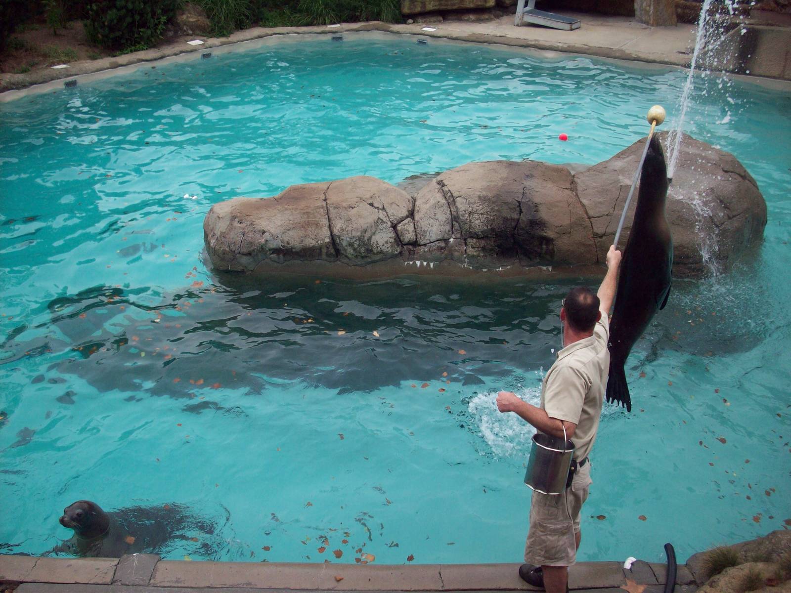 Sea Lion Show.