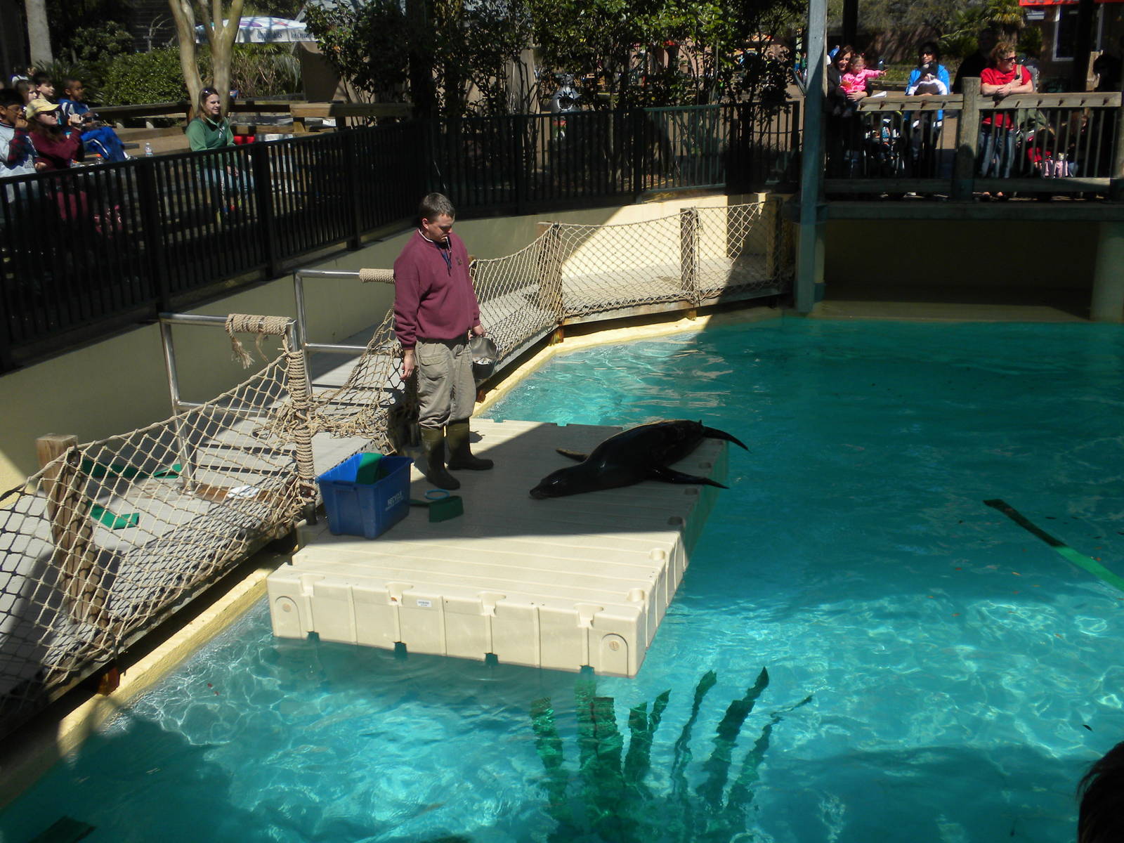 Sea Lion Show