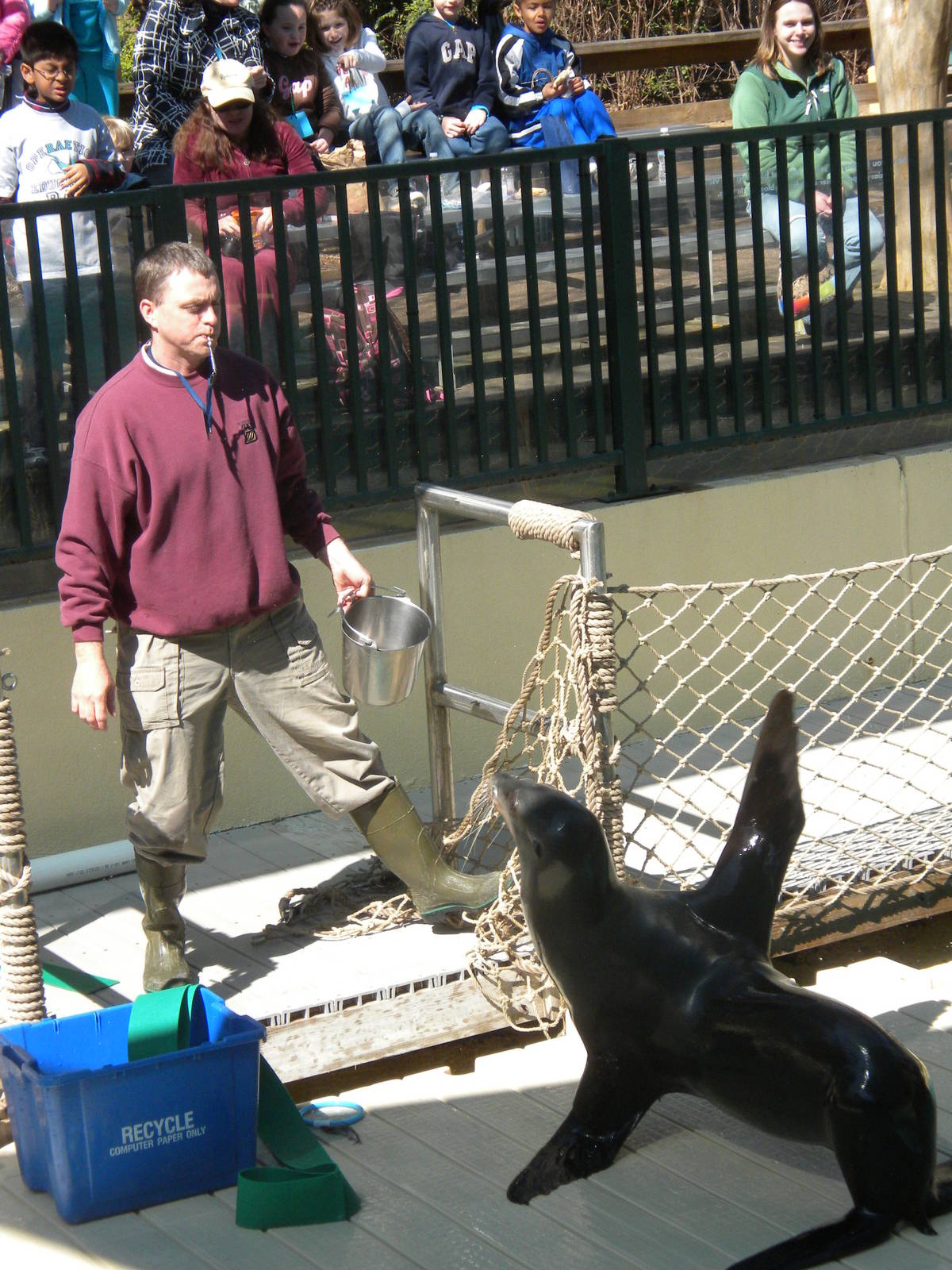 Sea Lion Show